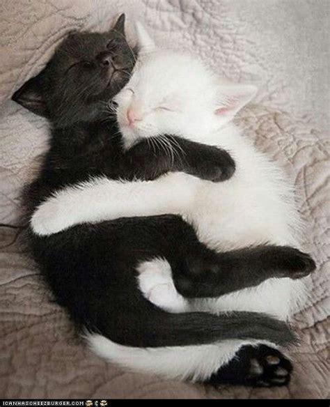 black white cat photos|black and white cat hugging.